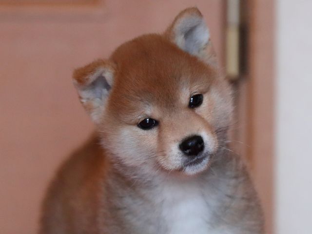 AI5I1723-3351puppy AI5I1723-3351puppy