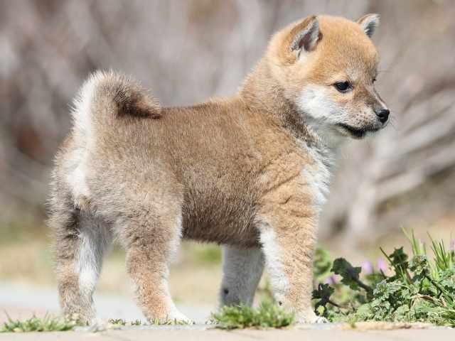 AI5I1741-puppy AI5I1741-puppy