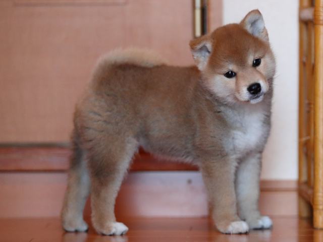 AI5I1770-3351puppy AI5I1770-3351puppy