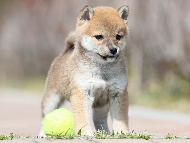AI5I1772-puppy AI5I1772-puppy
