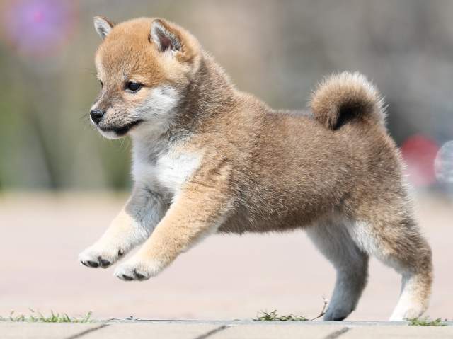 AI5I1788-puppy AI5I1788-puppy