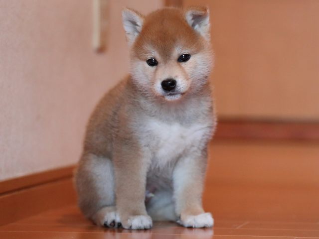 AI5I1798-3352puppy AI5I1798-3352puppy