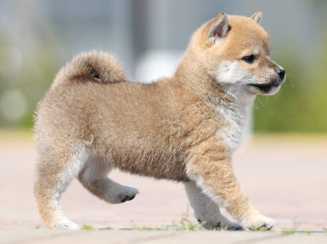 AI5I1807-puppy AI5I1807-puppy