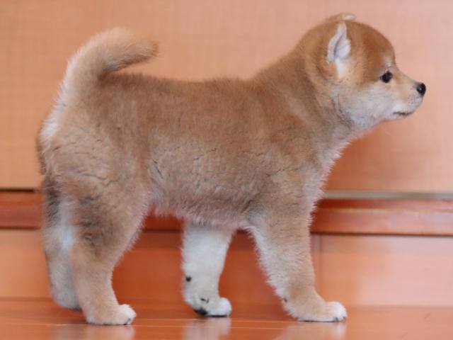 AI5I1814-3352puppy AI5I1814-3352puppy
