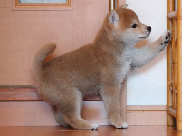 AI5I1822-3352puppy AI5I1822-3352puppy