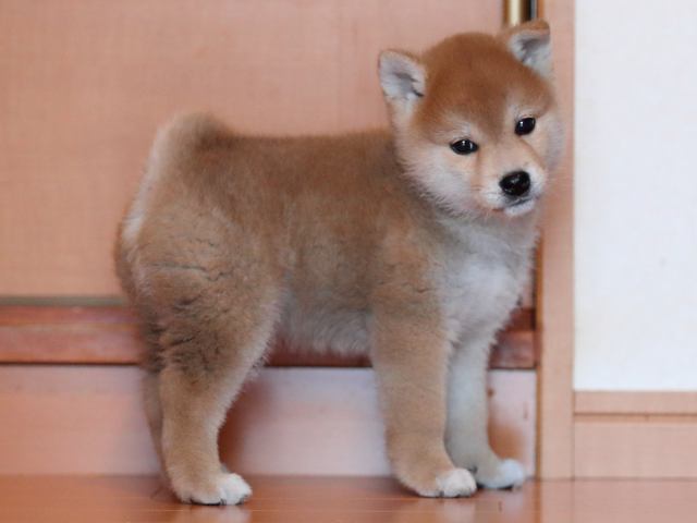 AI5I1829-3352puppy AI5I1829-3352puppy