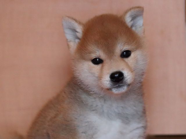 AI5I1843-3352puppy AI5I1843-3352puppy