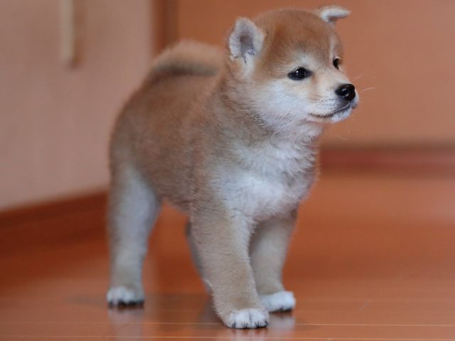 AI5I1879-3352puppy AI5I1879-3352puppy