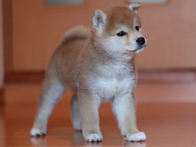 AI5I1902-3352puppy AI5I1902-3352puppy