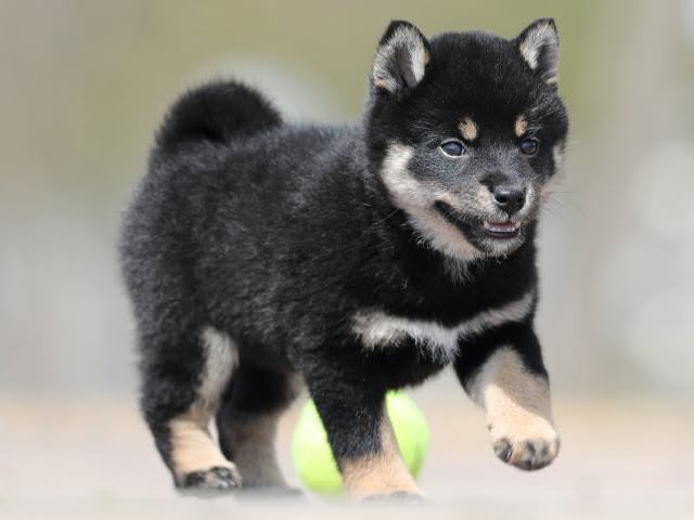 AI5I2018-puppy AI5I2018-puppy
