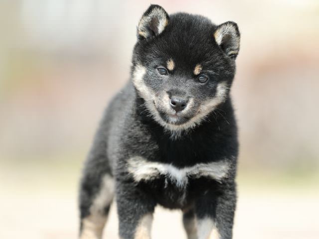 AI5I2055-puppy AI5I2055-puppy