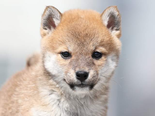 AI5I2079-puppy AI5I2079-puppy