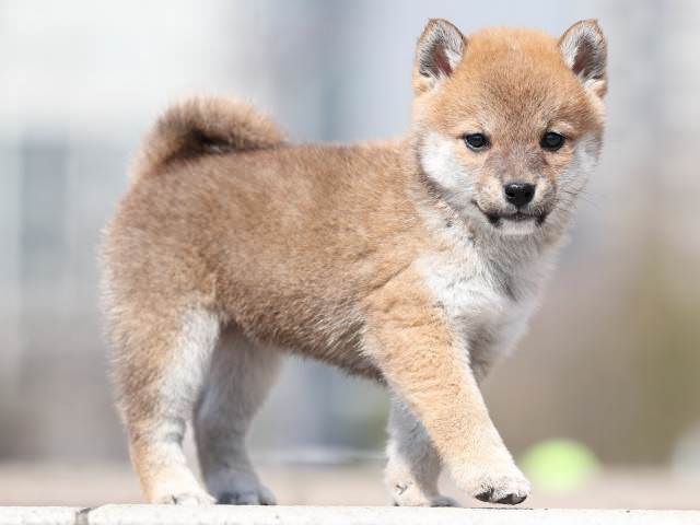 AI5I2086-puppy AI5I2086-puppy