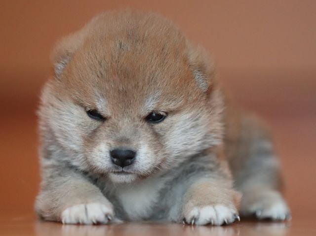 AI5I2127-puppy AI5I2127-puppy