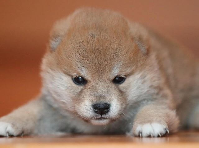AI5I2139-puppy AI5I2139-puppy