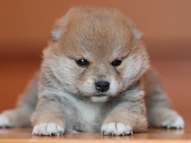 AI5I2157-puppy AI5I2157-puppy