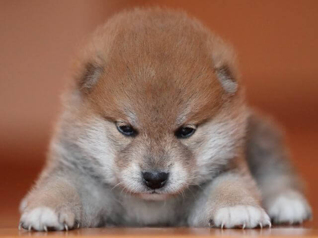 AI5I2173-puppy AI5I2173-puppy