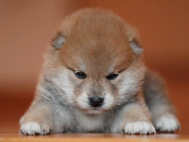 AI5I2187-puppy AI5I2187-puppy