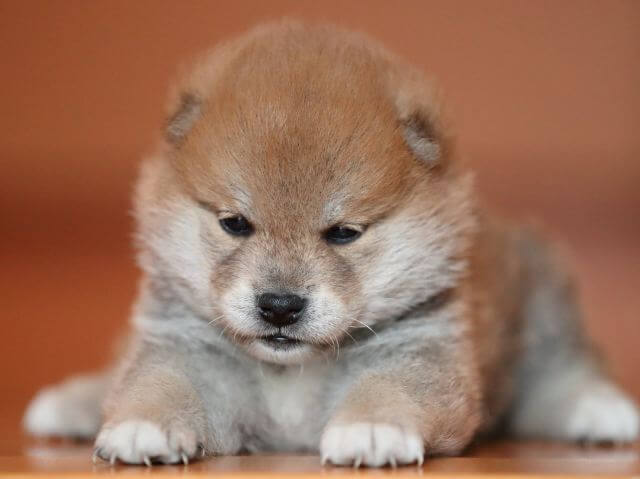 AI5I2202-puppy AI5I2202-puppy