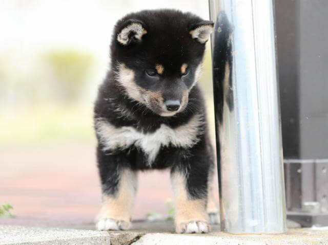 AI5I2239-puppy AI5I2239-puppy