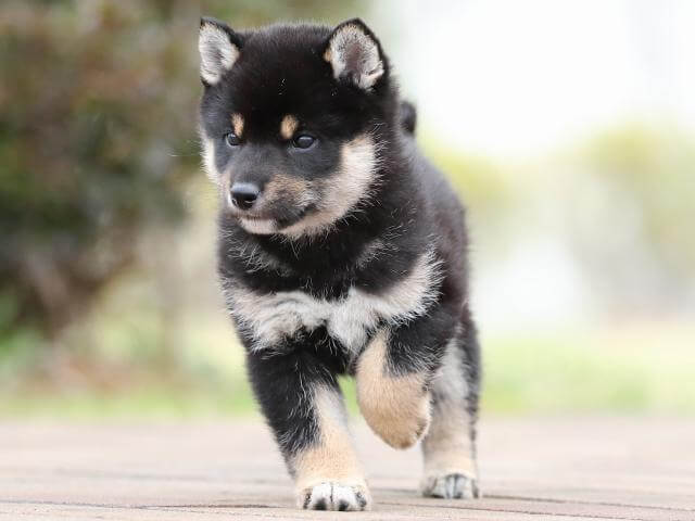 AI5I2264-puppy AI5I2264-puppy