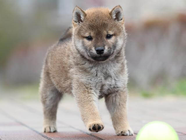 AI5I2337-puppy AI5I2337-puppy
