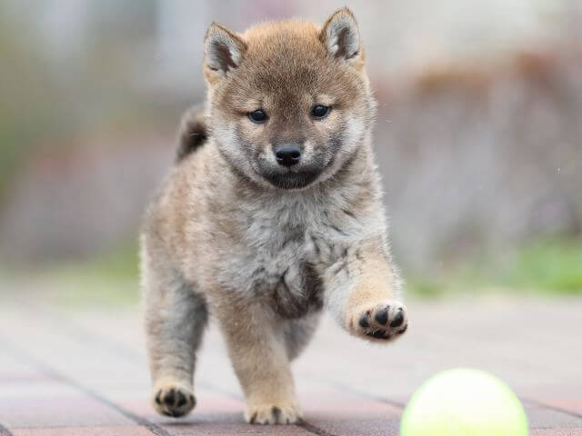 AI5I2339-puppy AI5I2339-puppy