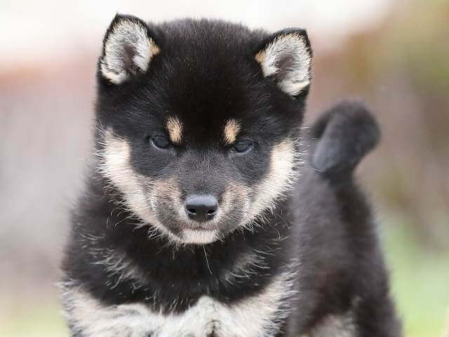 AI5I2383-puppy AI5I2383-puppy