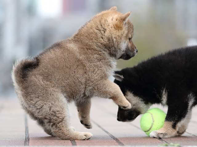 AI5I2458-puppy AI5I2458-puppy