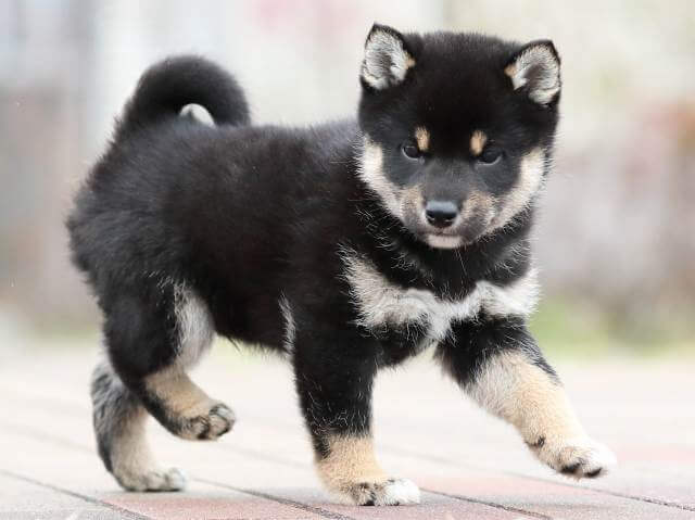 AI5I2472-puppy AI5I2472-puppy