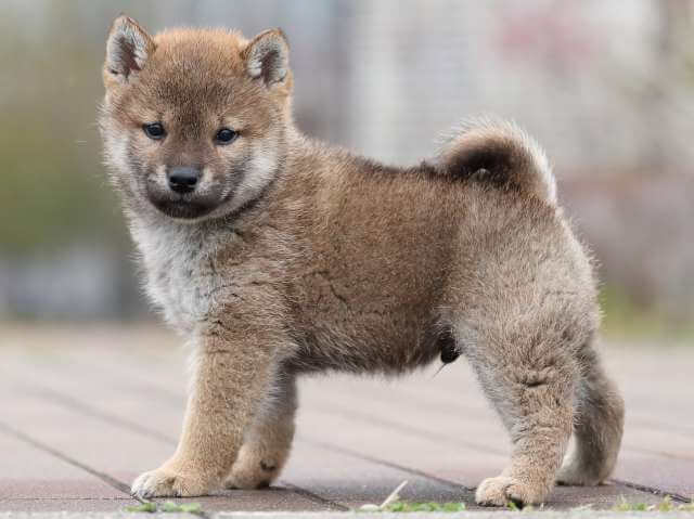 AI5I2502-puppy AI5I2502-puppy