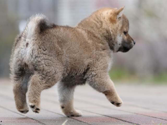 AI5I2507-puppy AI5I2507-puppy