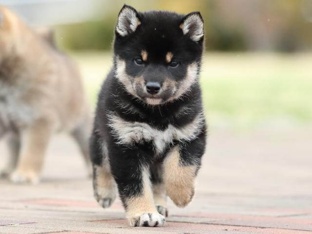 AI5I2539-puppy AI5I2539-puppy