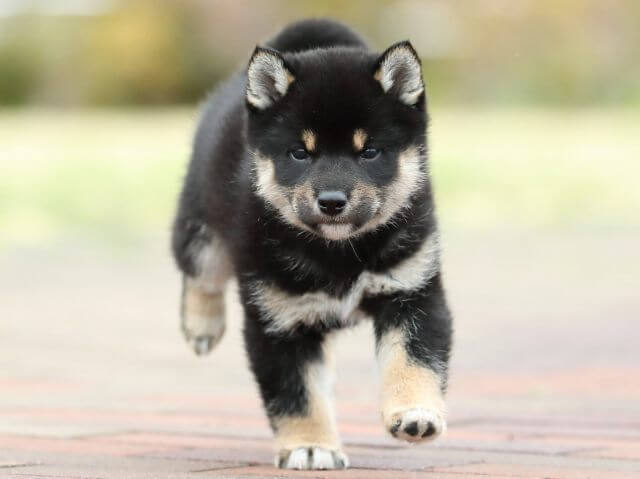 AI5I2544-puppy AI5I2544-puppy