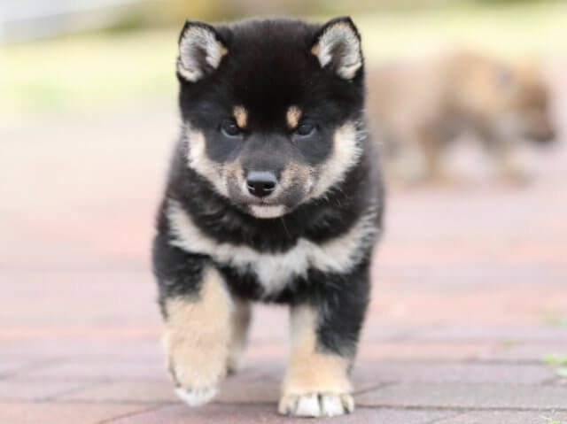 AI5I2567-puppy AI5I2567-puppy
