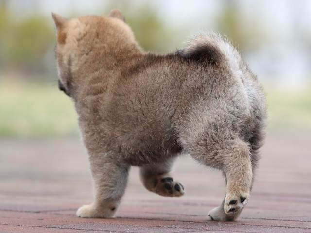 AI5I2584-puppy AI5I2584-puppy