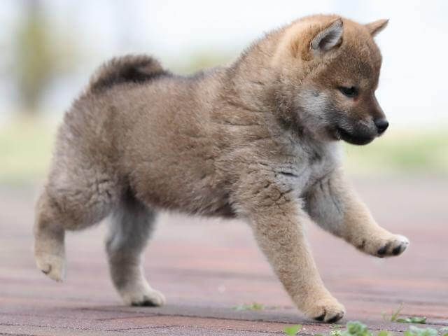 AI5I2594-puppy AI5I2594-puppy