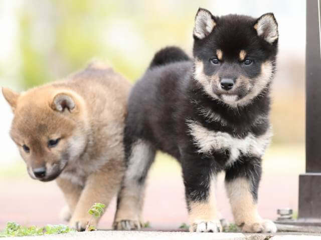 AI5I2616-puppy AI5I2616-puppy