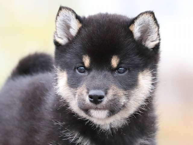 AI5I2619-puppy AI5I2619-puppy