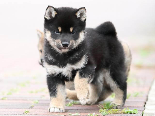 AI5I2658-puppy AI5I2658-puppy