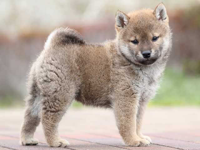 AI5I3002-puppy AI5I3002-puppy