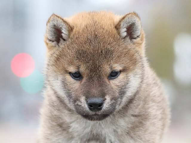 AI5I3163-puppy AI5I3163-puppy
