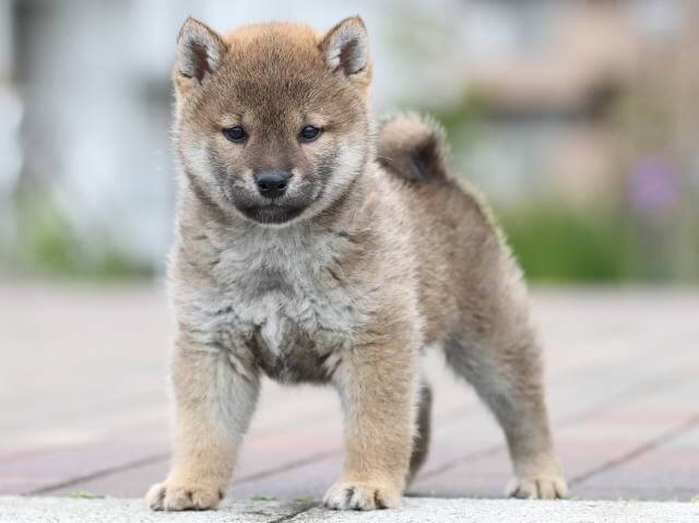 AI5I3179-puppy AI5I3179-puppy