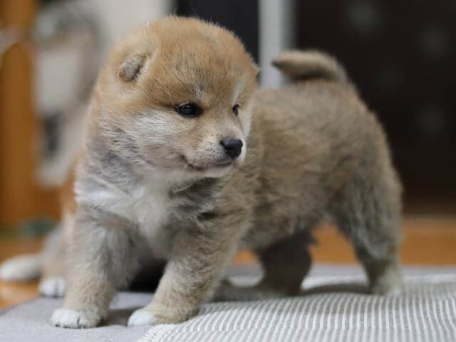 AI5I3237-puppy AI5I3237-puppy
