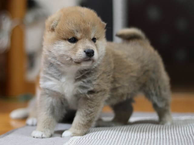 AI5I3246-puppy AI5I3246-puppy