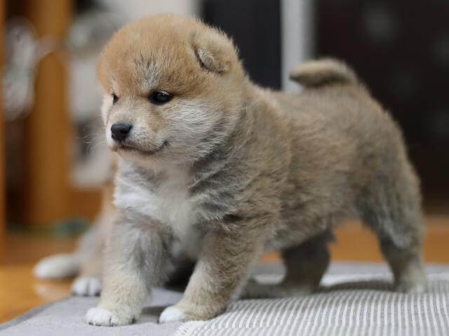 AI5I3254-puppy AI5I3254-puppy