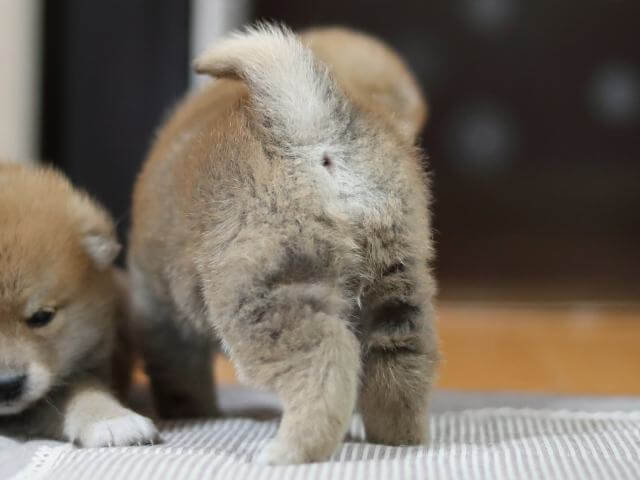 AI5I3266-puppy AI5I3266-puppy
