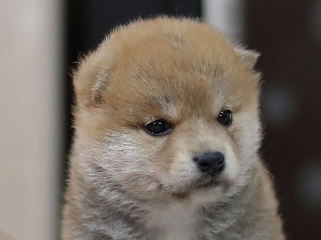 AI5I3341-puppy AI5I3341-puppy