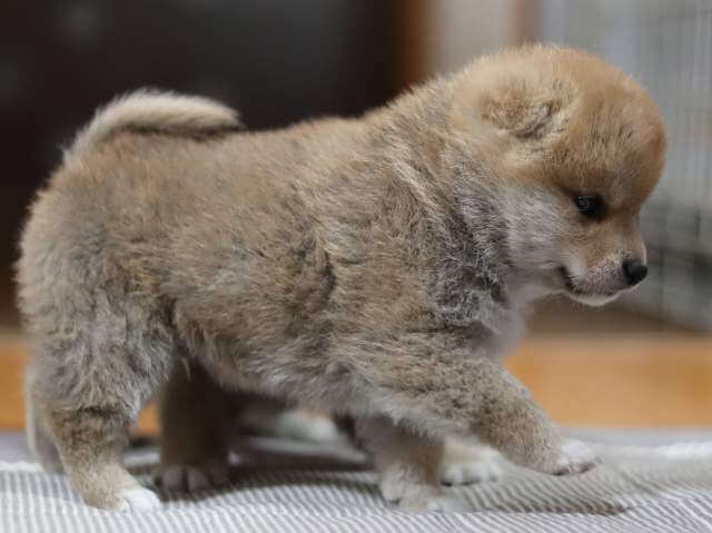 AI5I3383-puppy AI5I3383-puppy