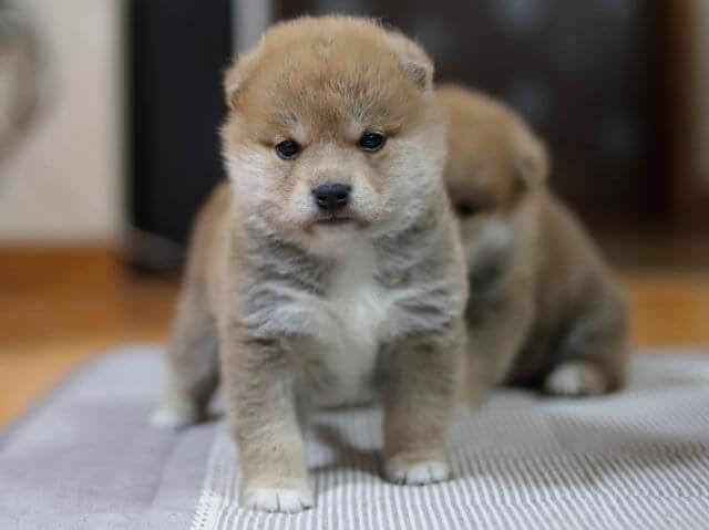 AI5I3438-puppy AI5I3438-puppy